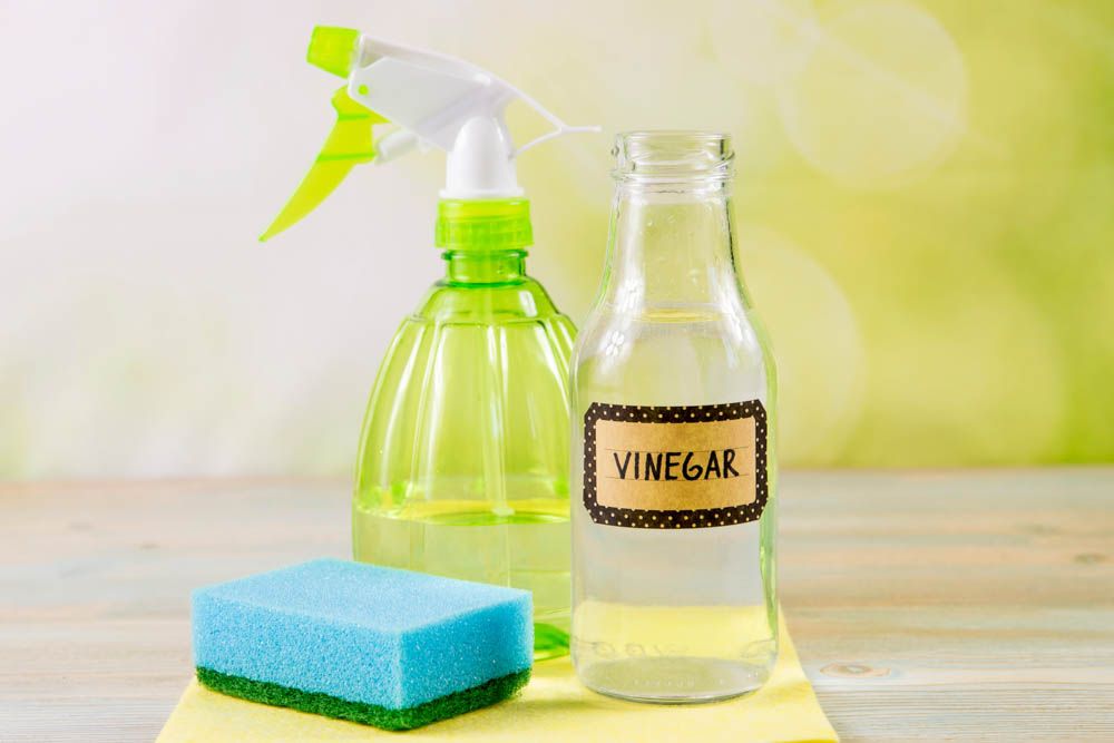 how-to-get-rid-of-insects-vinegar-scrub