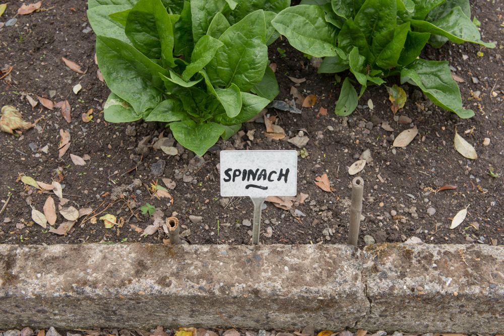 easy-to-grow-vegetables-at-home-india-spinach-plant