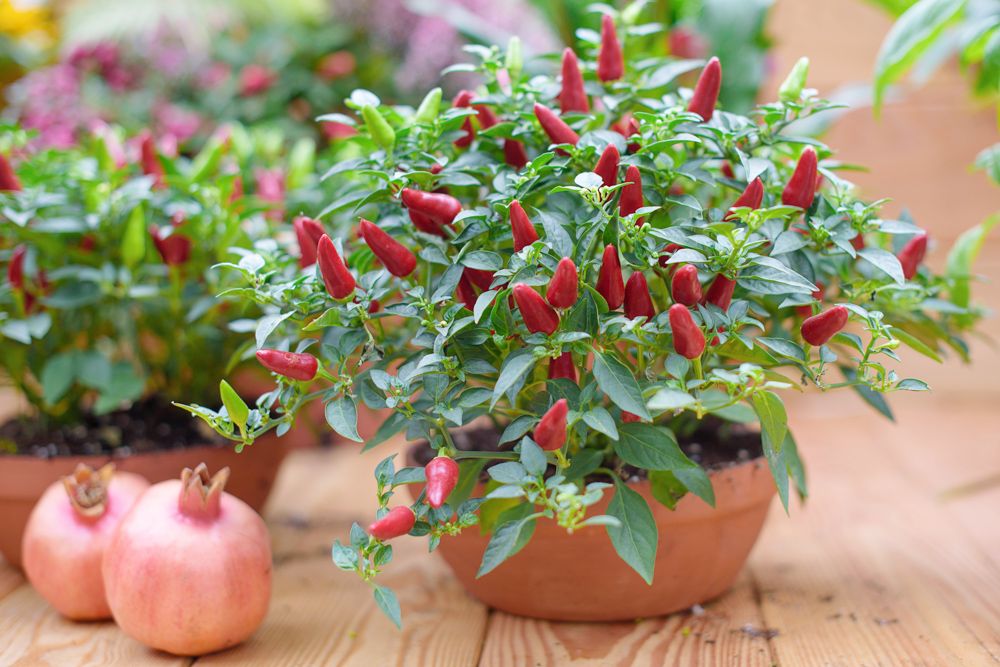 easy-to-grow-vegetables-at-home-india-chilli