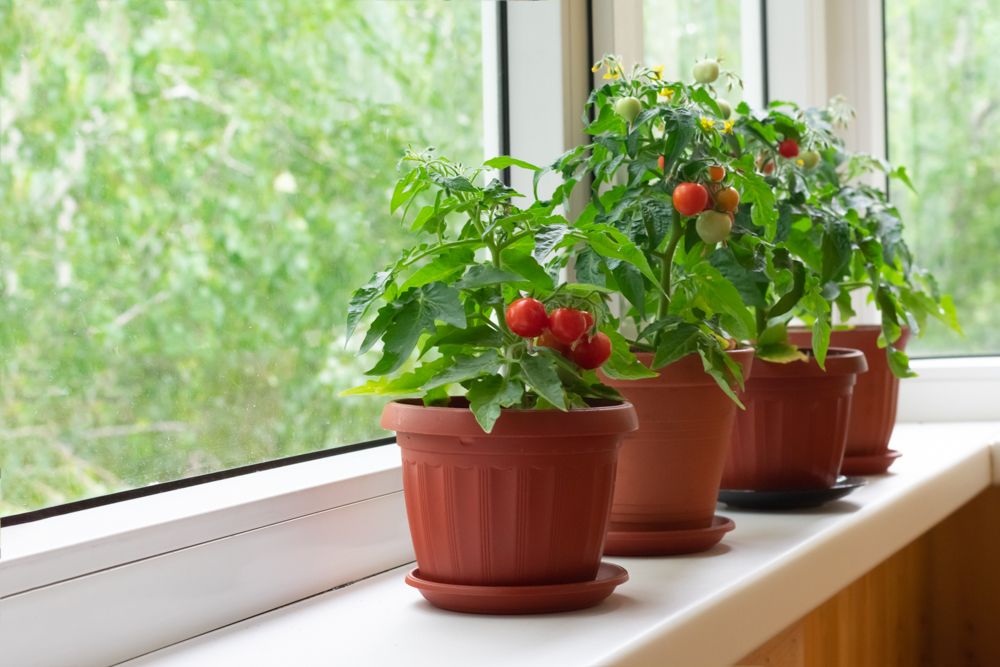 easy-to-grow-vegetables-at-home-india-tomato