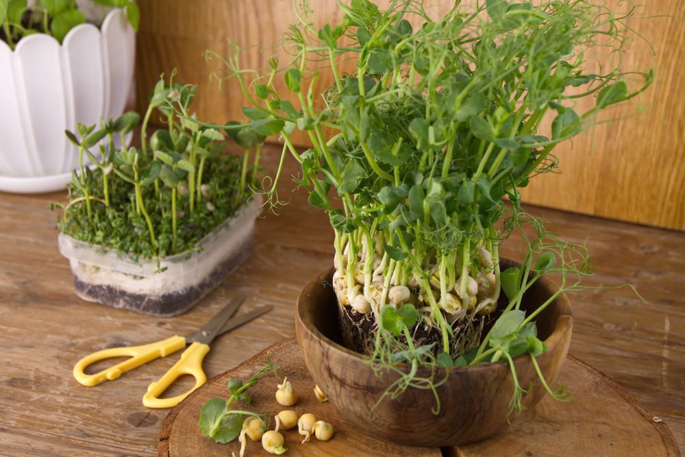 easy-to-grow-vegetables-at-home-india-legumes