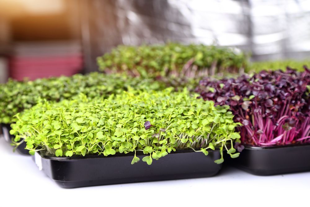 diy ideas for the home-microgreens-plastic containers