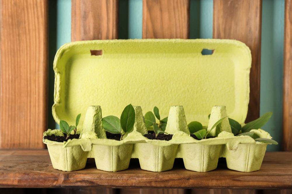 diy plant pots-egg carton