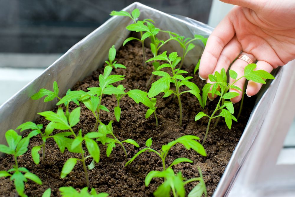 diy plant pots-cardboard box