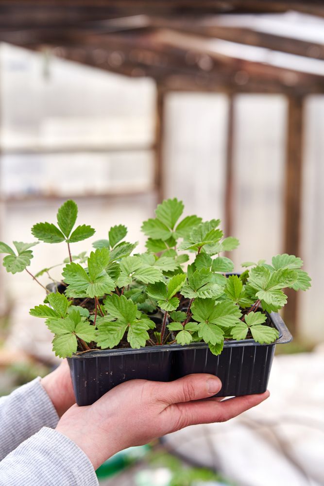 diy planters-takeaway container