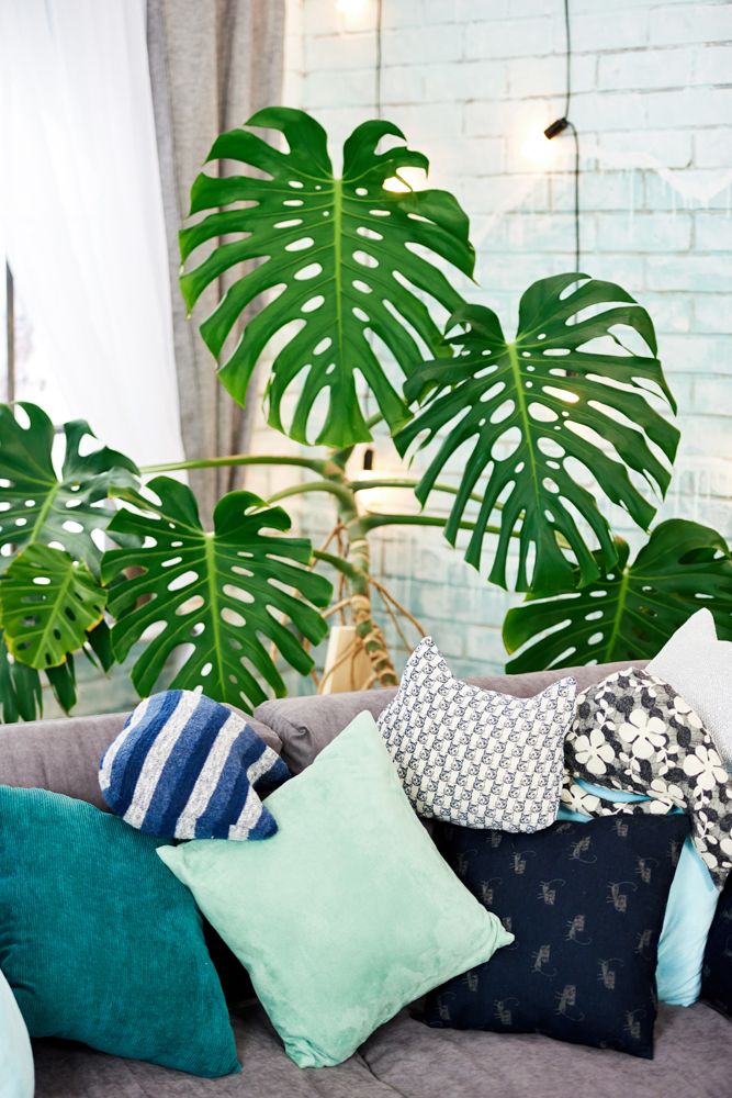 indoor plants india-philodendron