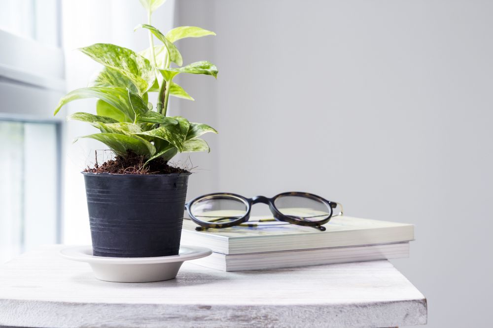 money plant-dining room