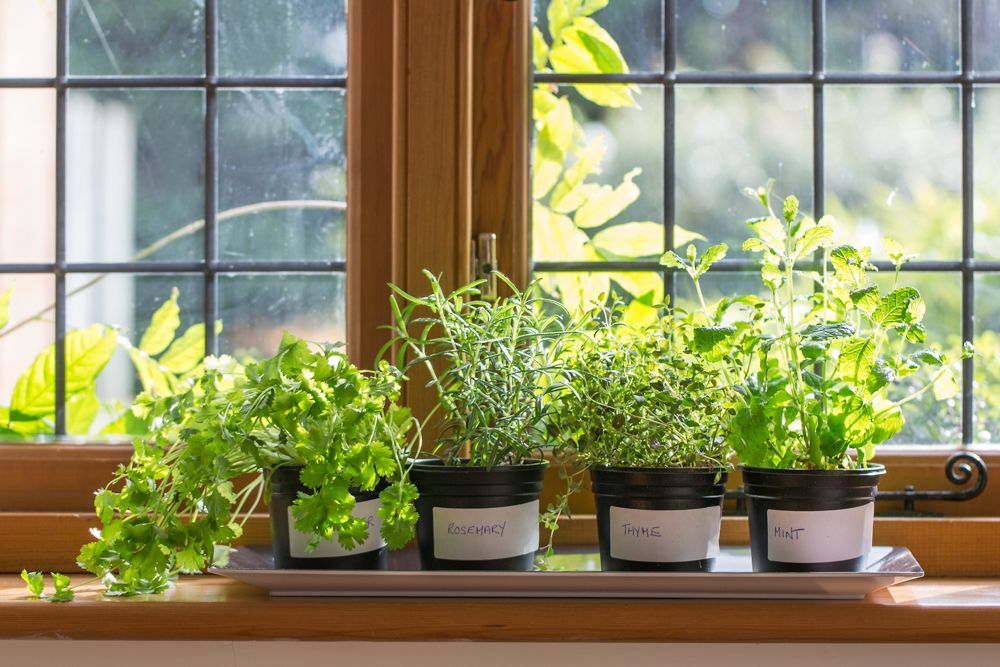 kitchen herbs-plants