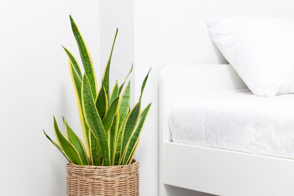 Indoor plants india-snake plant-bedroom