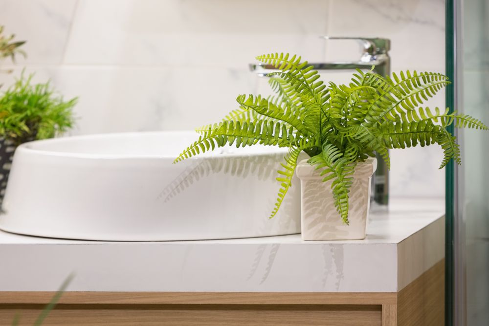 indoor plants india-ferns-bathroom