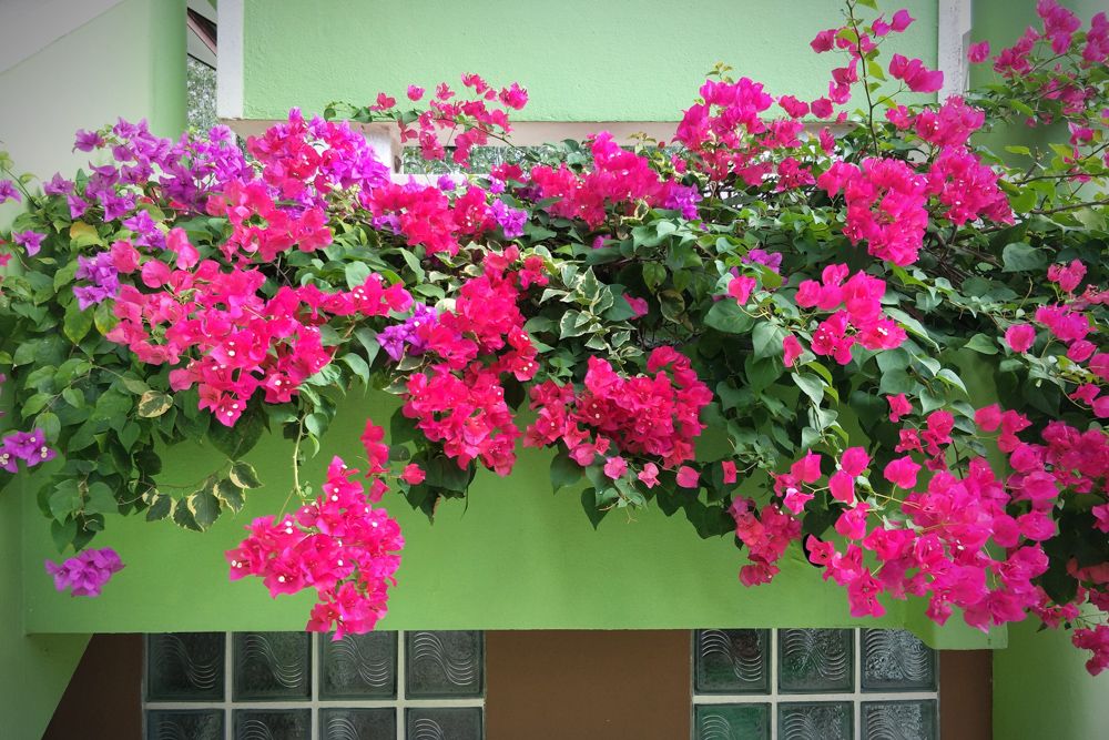 indoor plants india-bougainvillea-balcony
