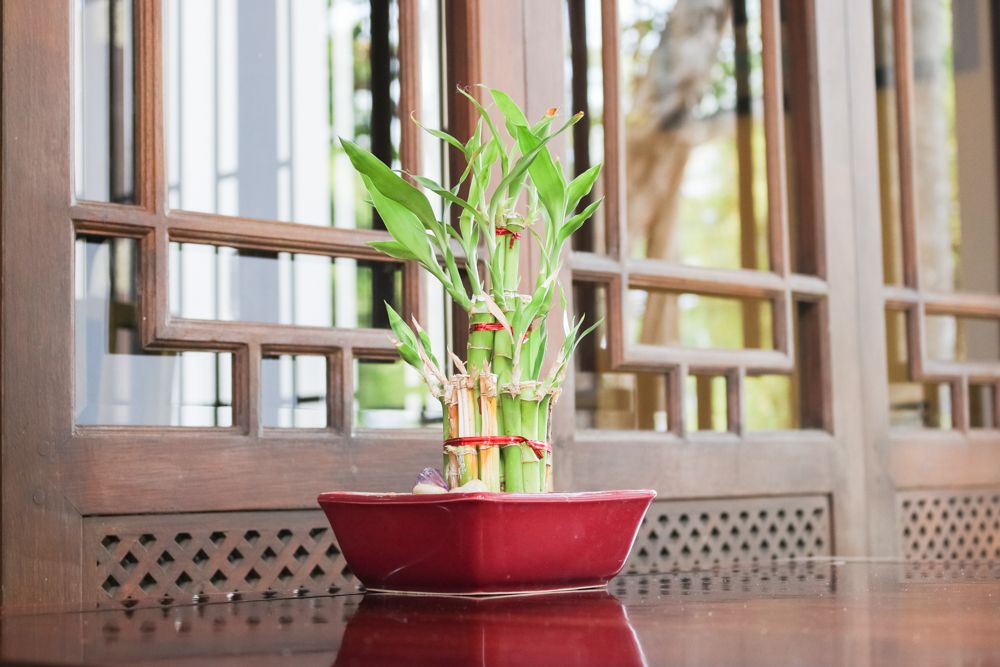 indoor plants india-lucky bamboo-study