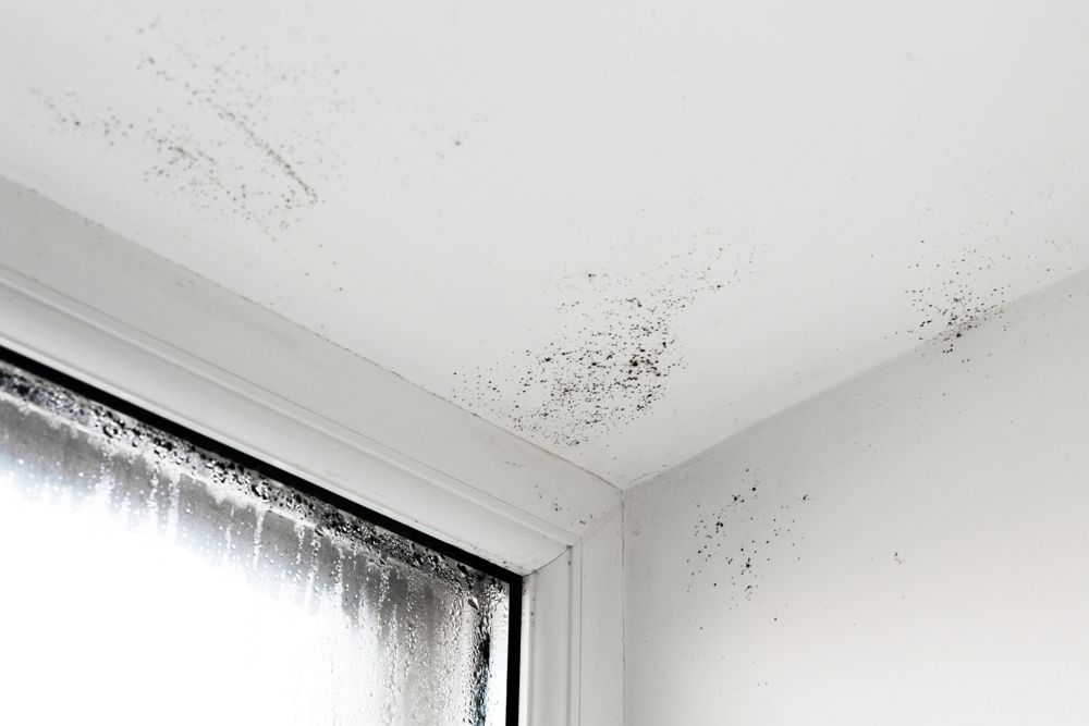 rainy season cleaning-balck mold-fungus-damp walls