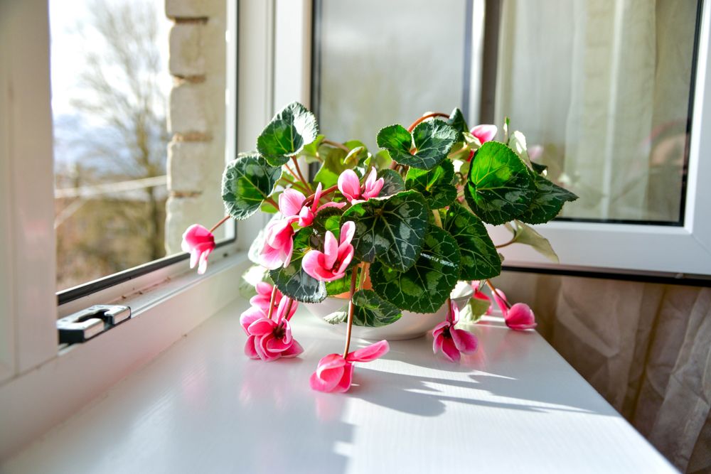 watering indoor plants-wilted plant