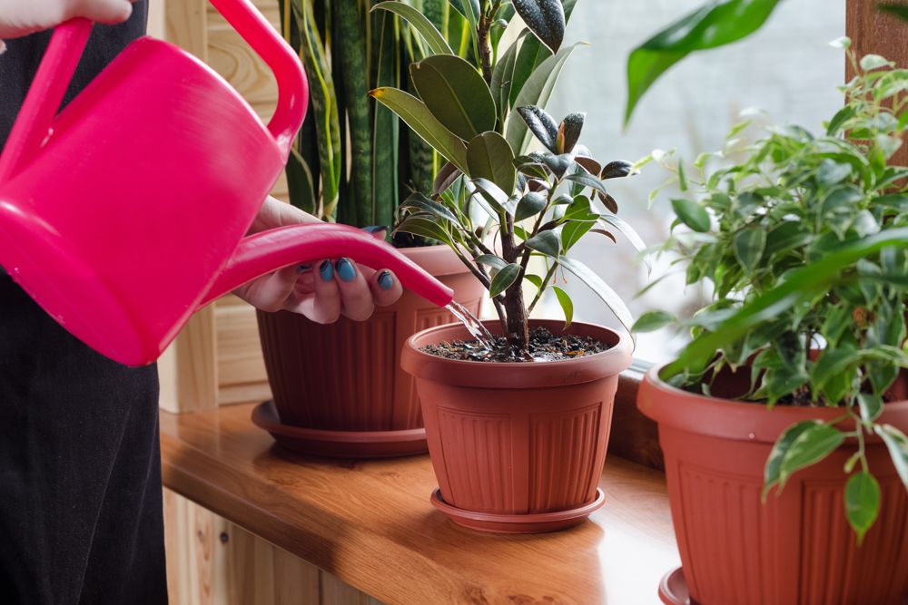 watering indoor plants-watering can