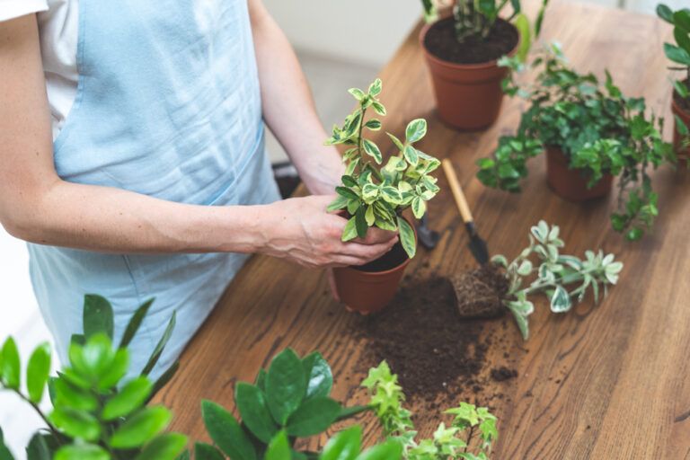 Are You Watering Indoor Plants in the Best Recommended Way?