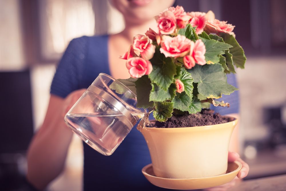 watering indoor plants-water soil