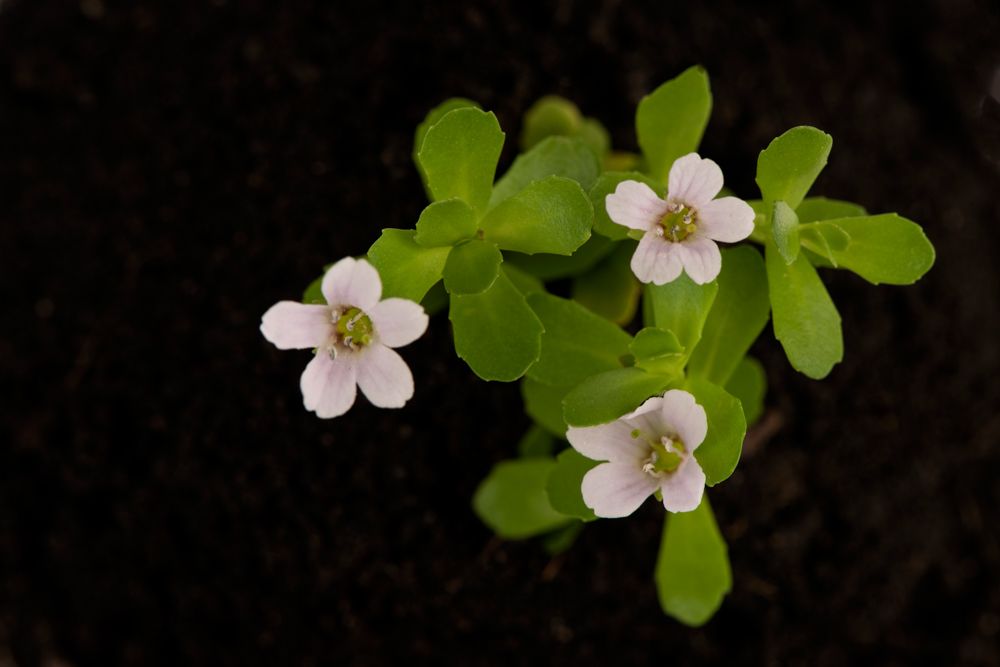 Indian herbs-brahmi