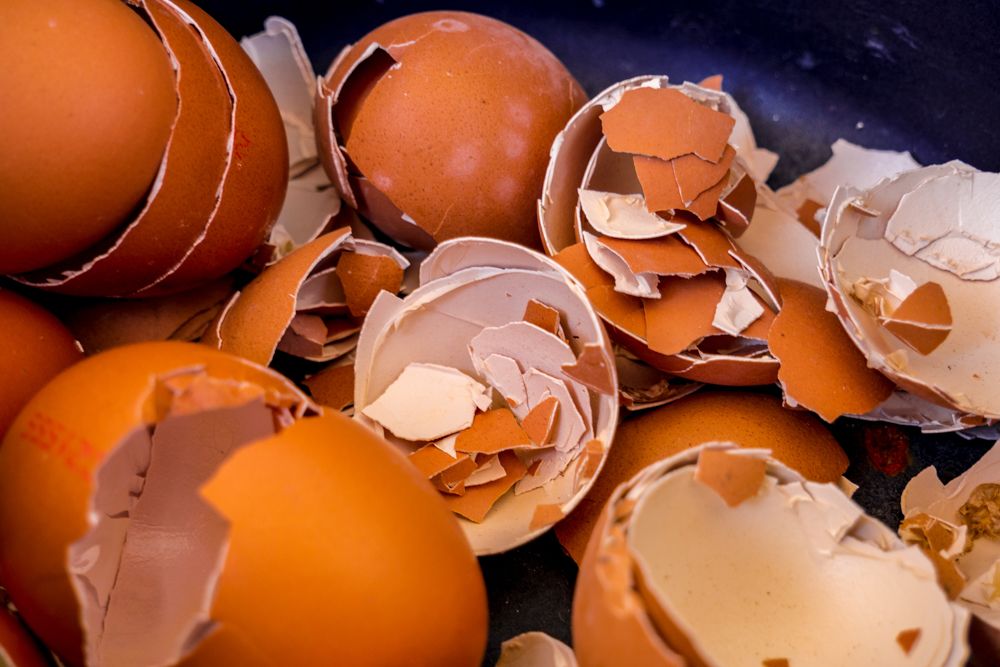  réutilisation-déchets de cuisine-coquilles d'œufs écrasées 