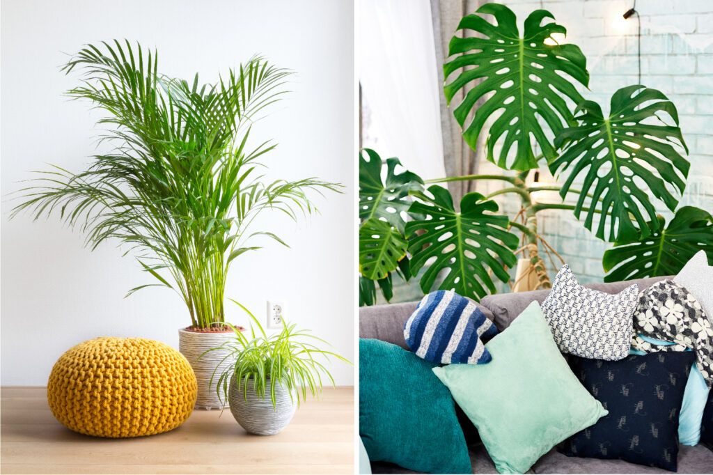 decorating-with-plants-palm-monstera-plant