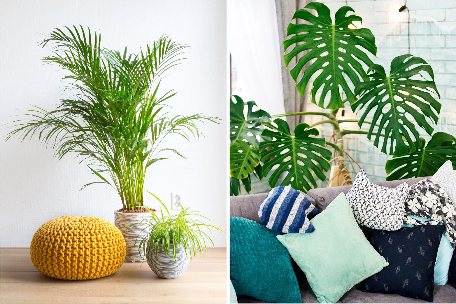 10 indoor plants to decorate home for a natural and fresh interior