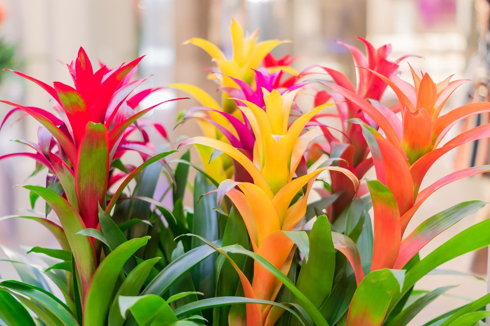 indoor flower plants low light