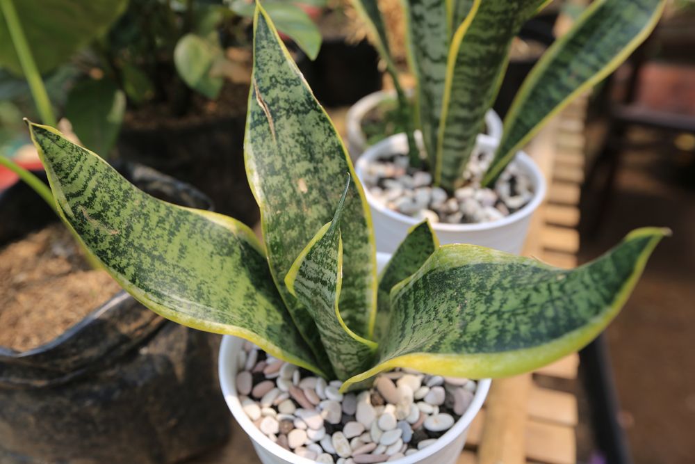 plants-that-can-grow-without-sunlight-snake-plant