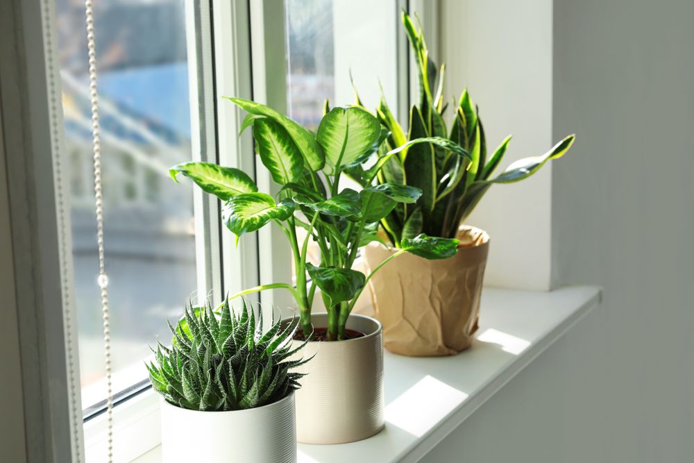 small bedroom design-potted plants