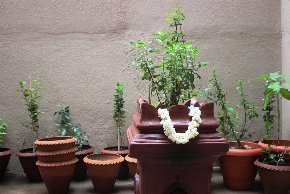 indian-interior-design-sacred-plant