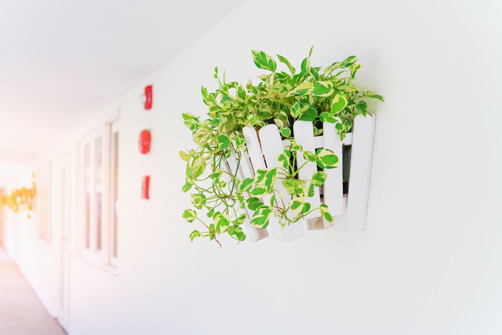 direction-of-money-plant-in-home