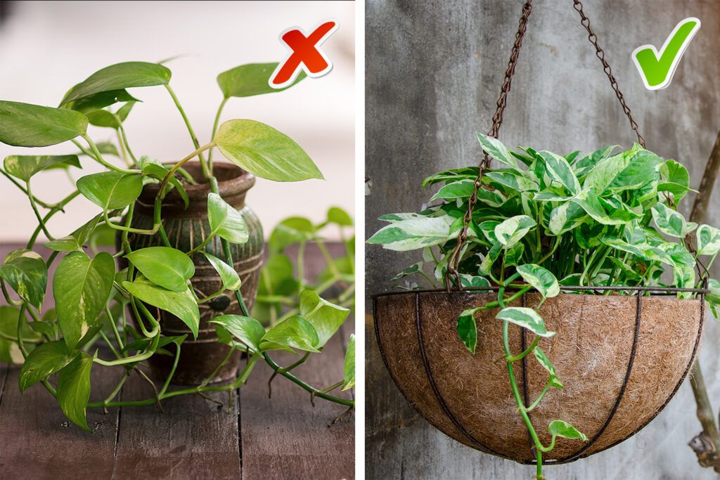 money plant vastu - don’t let it touch the ground