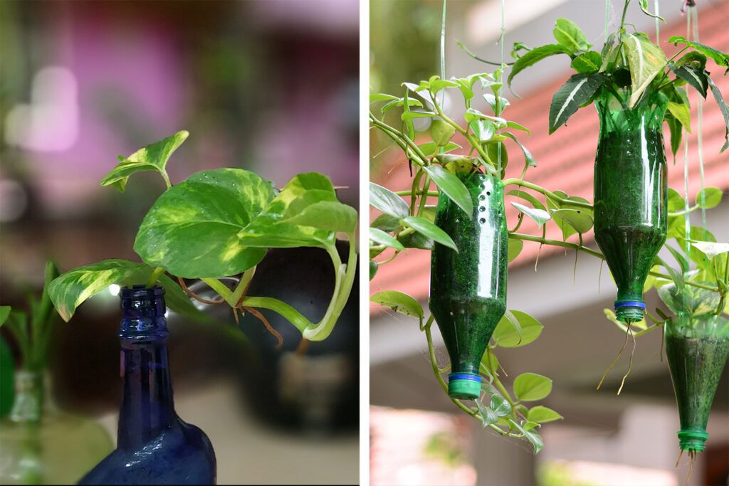 money plant vastu - blue and green