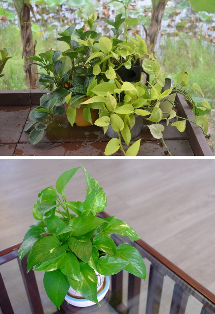 money plant vastu - airy corners