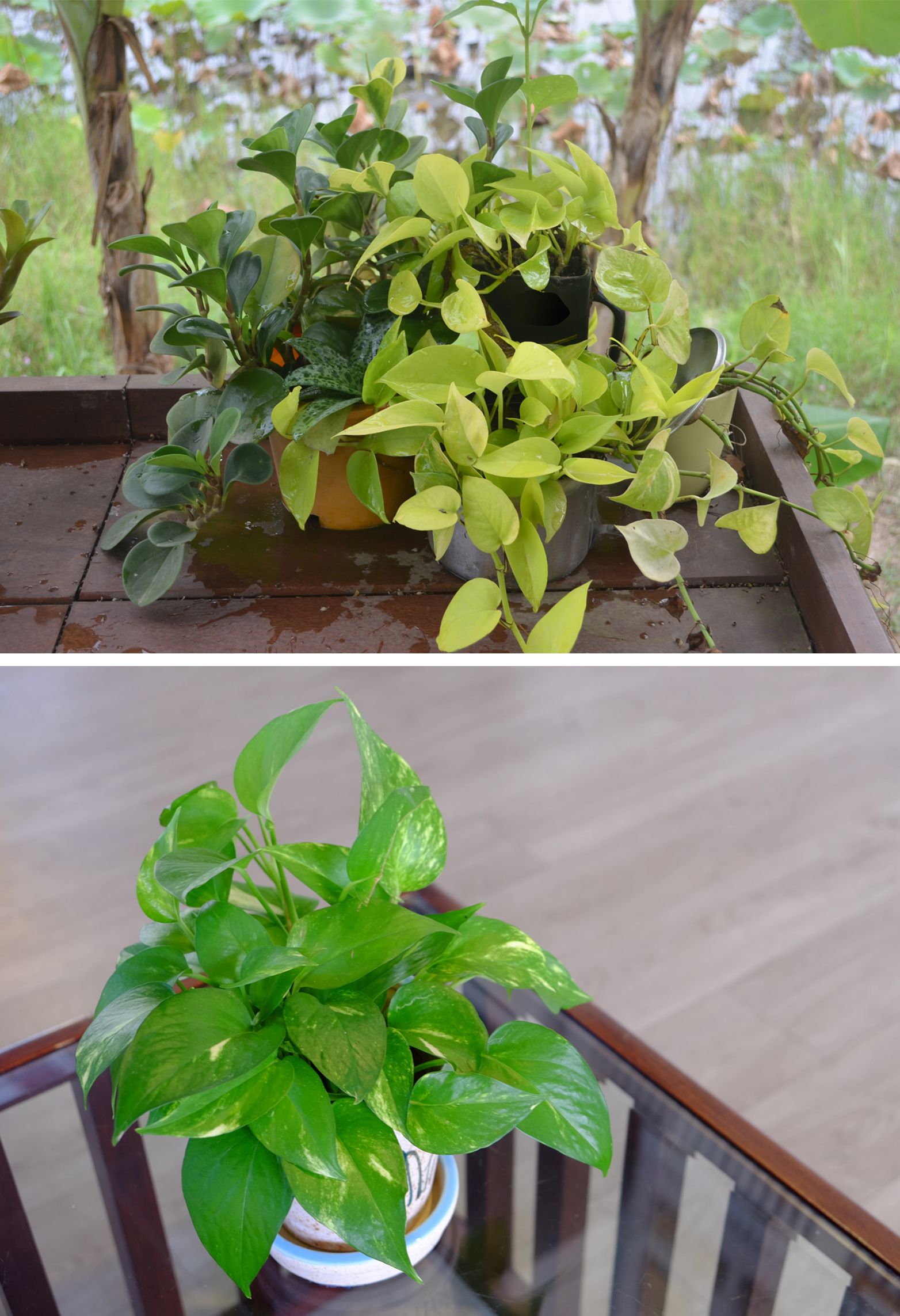 How To Make DIY Artificial Plant, Money Plant