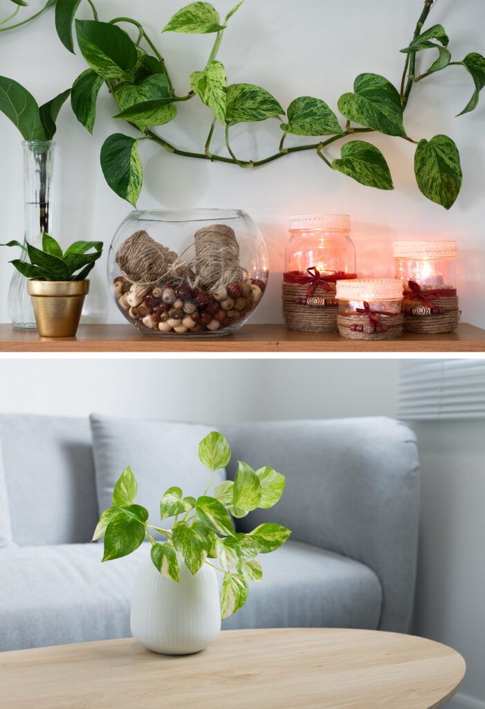 money plant vastu - indoor plant