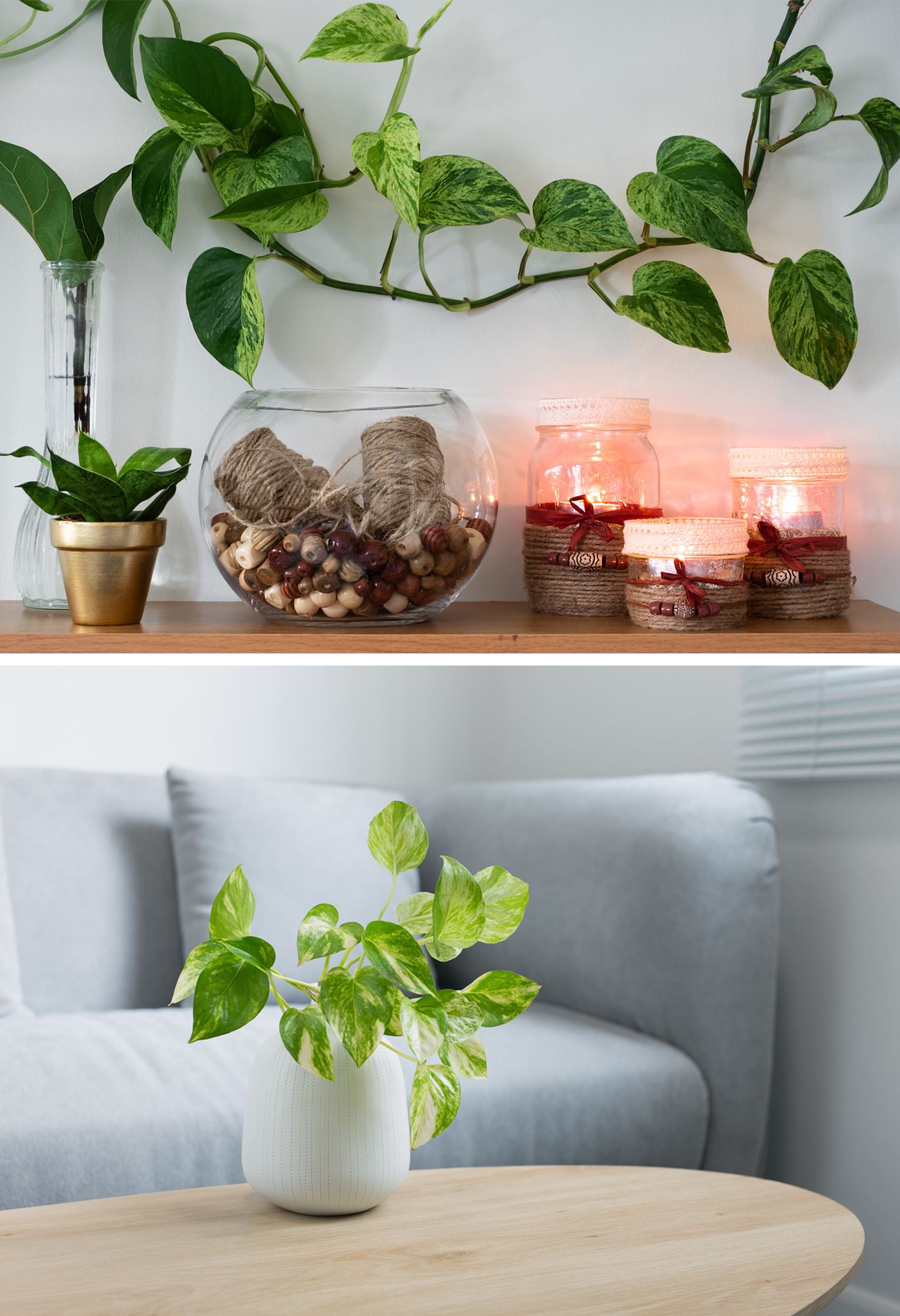 10+ Money Plant Vastu Tips to Bring Good Fortune into Your Life