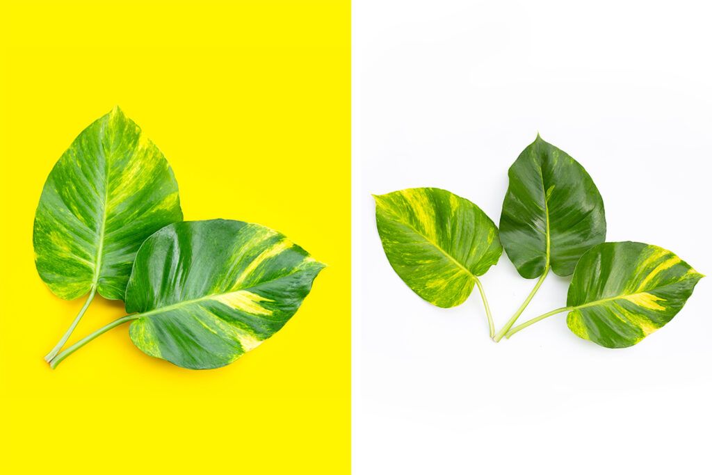 benefits of heart shaped leaves
