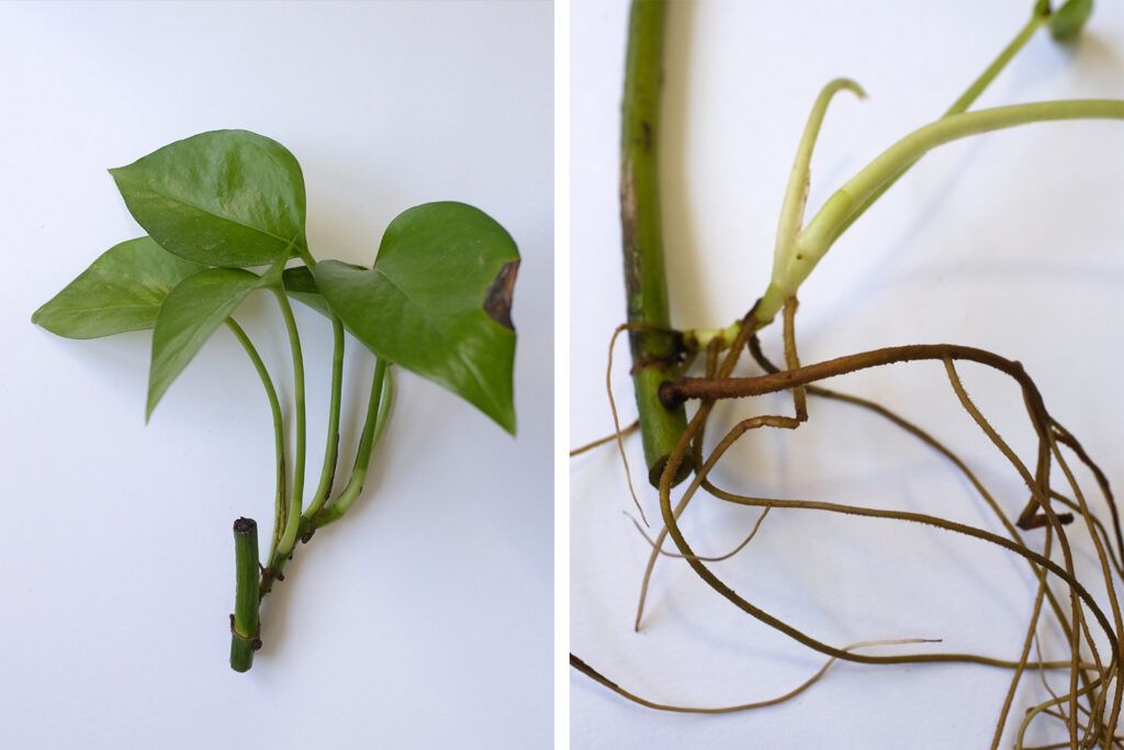 pruning tips