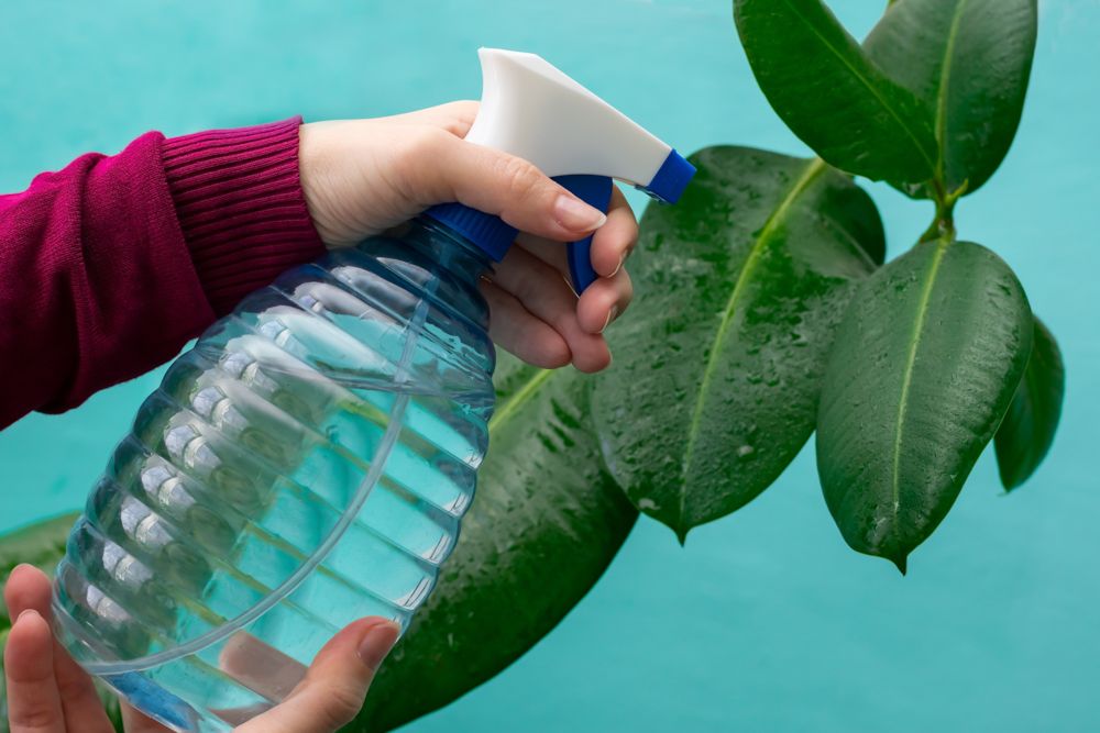 summer care for plants-spray water on plants