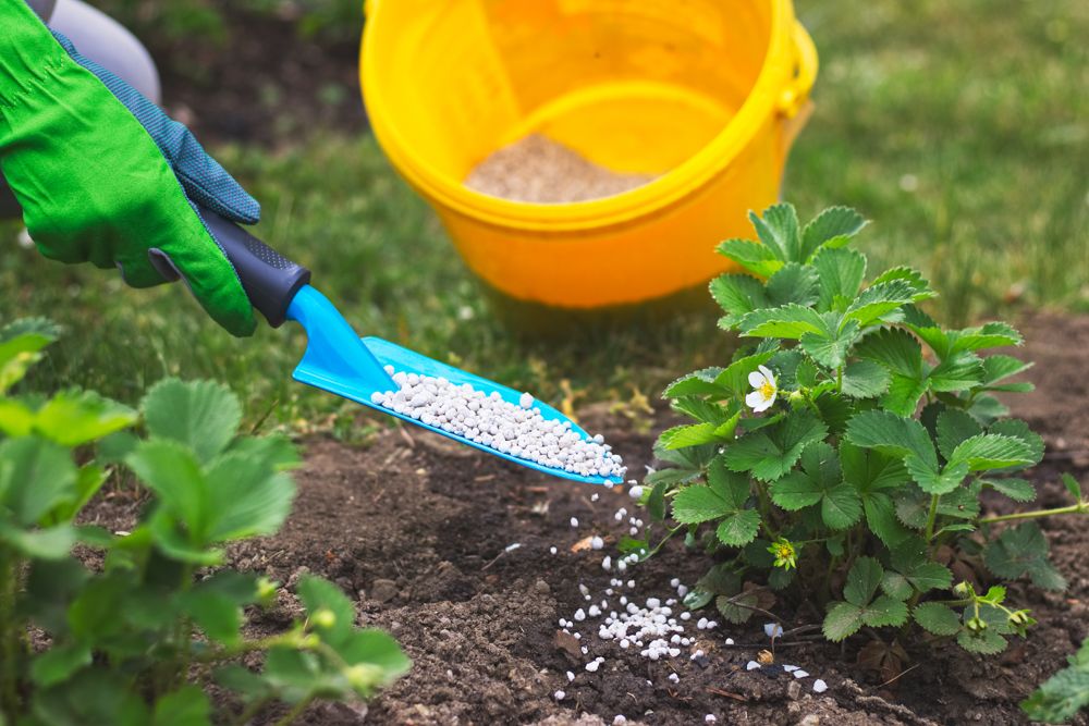 how to take care of plants in summer-no fertilizers