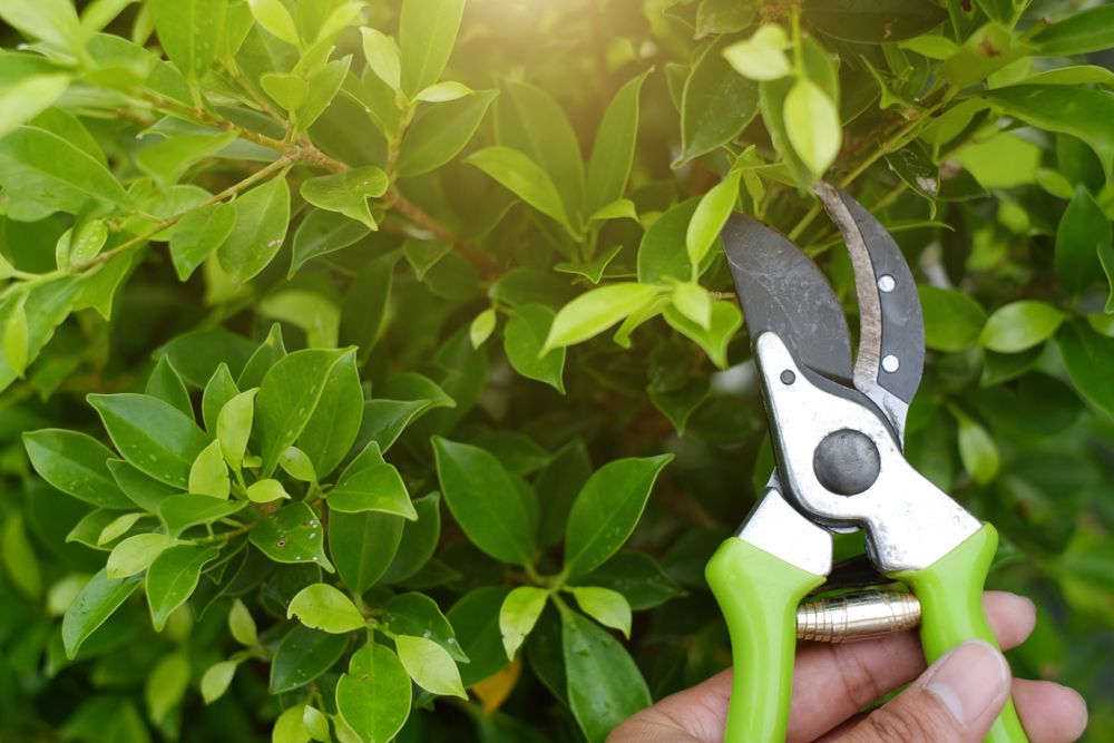 summer care for plants-prune regularly