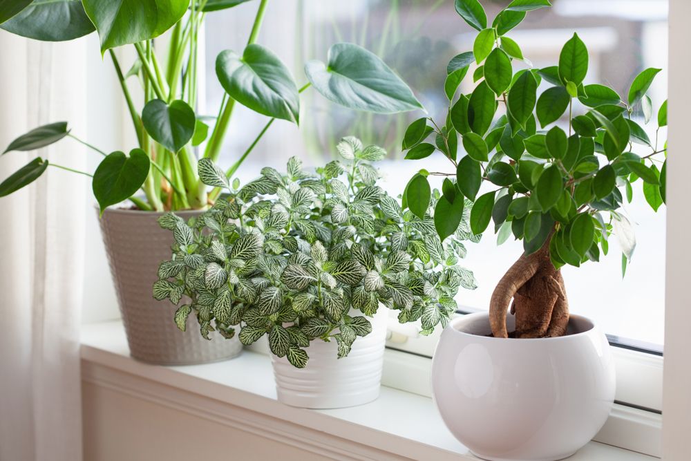 houseplants-potted-plants