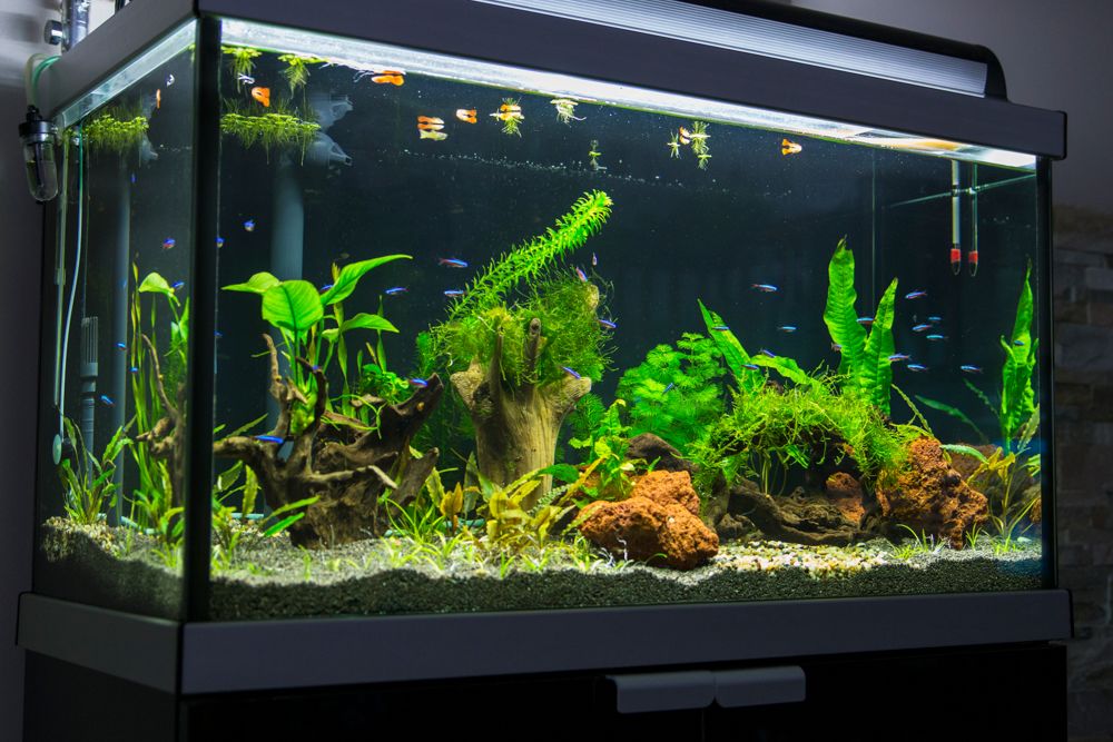 vastu tips-aquarium