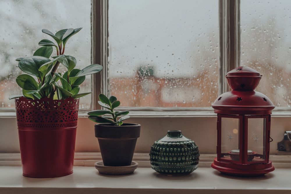 jade plant-potted plants