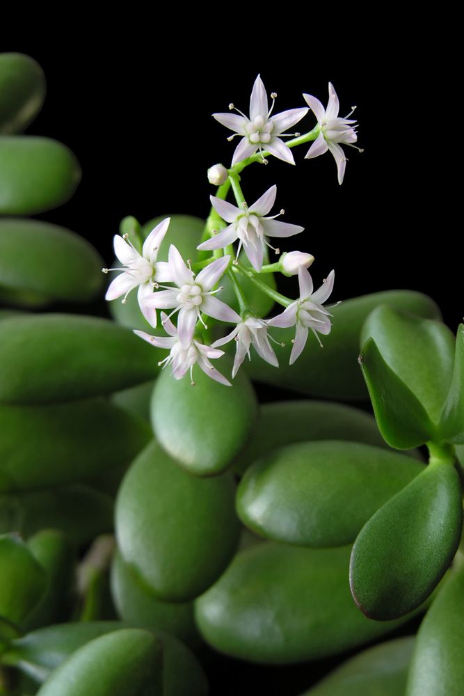 jade plant-flowing jade plant plant