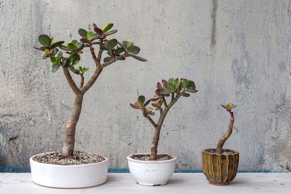 Jade Plant Leaf Propagation: 1 Lazy and Effective Method!