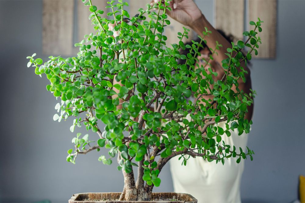 pruning plant-house plant