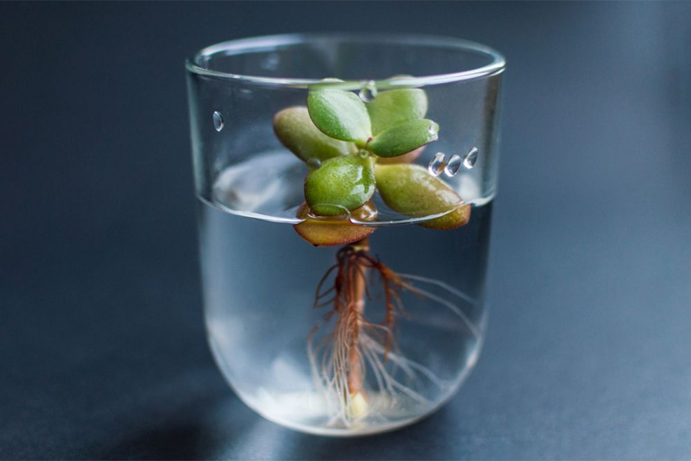 jade growing in water-jade propogation