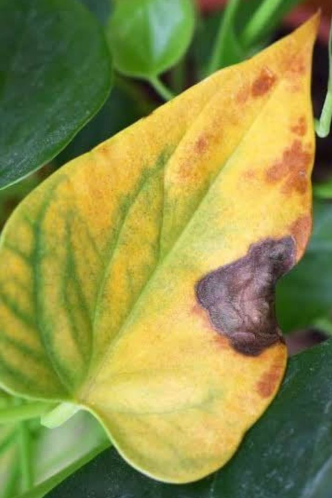 plant diseases-sunburn