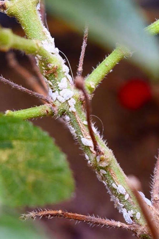 mealybugs-houseplants